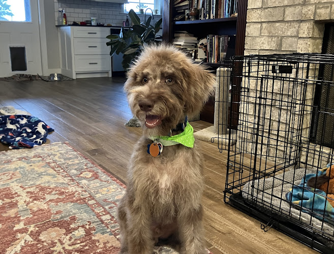 Wags To Riches Pet Grooming