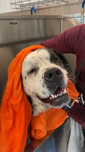 Cotton's Beauty Bar DIY Dog Wash