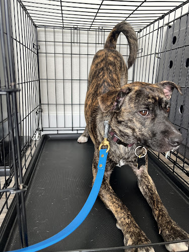 Little League Dog Training