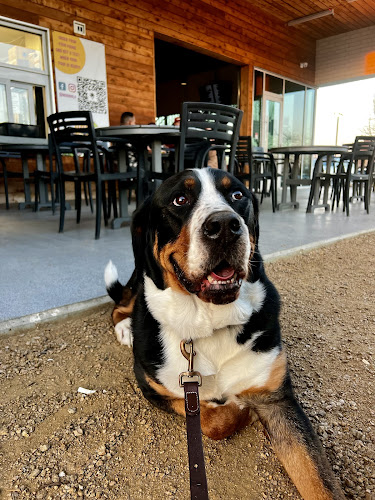 Alpha School of K9 Obedience