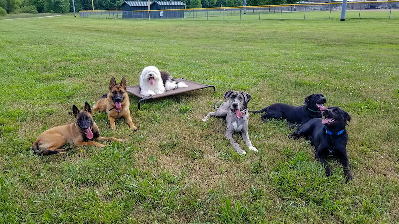 StrayDogs Training, LLC