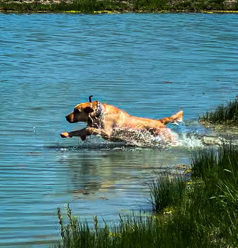 Retriever Ridge Kennels