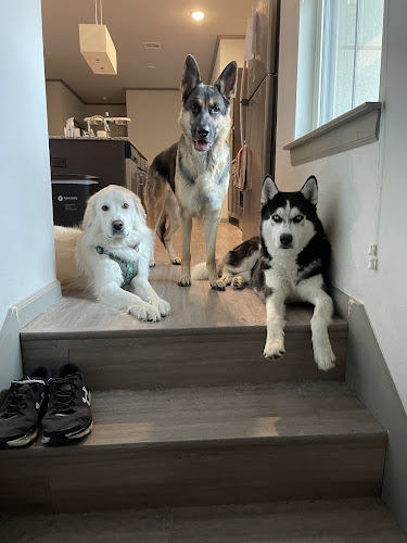 House Stark Dog Academy