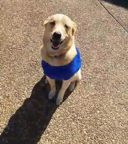 Barb's Happy Pets - Animal Sitting, Pet Sitter, Pet Walking & Watching Service Springdale AR